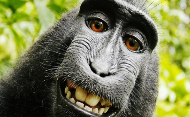Famous Monkey Selfie