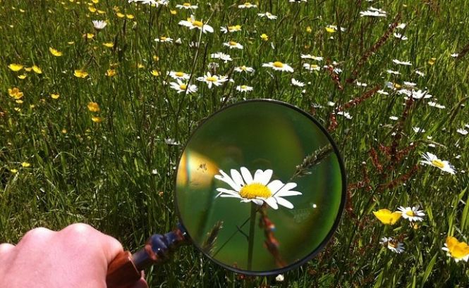 Macro lens made of a Magnifying Glass