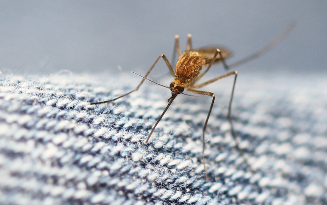 Genetically altered mosquitoes